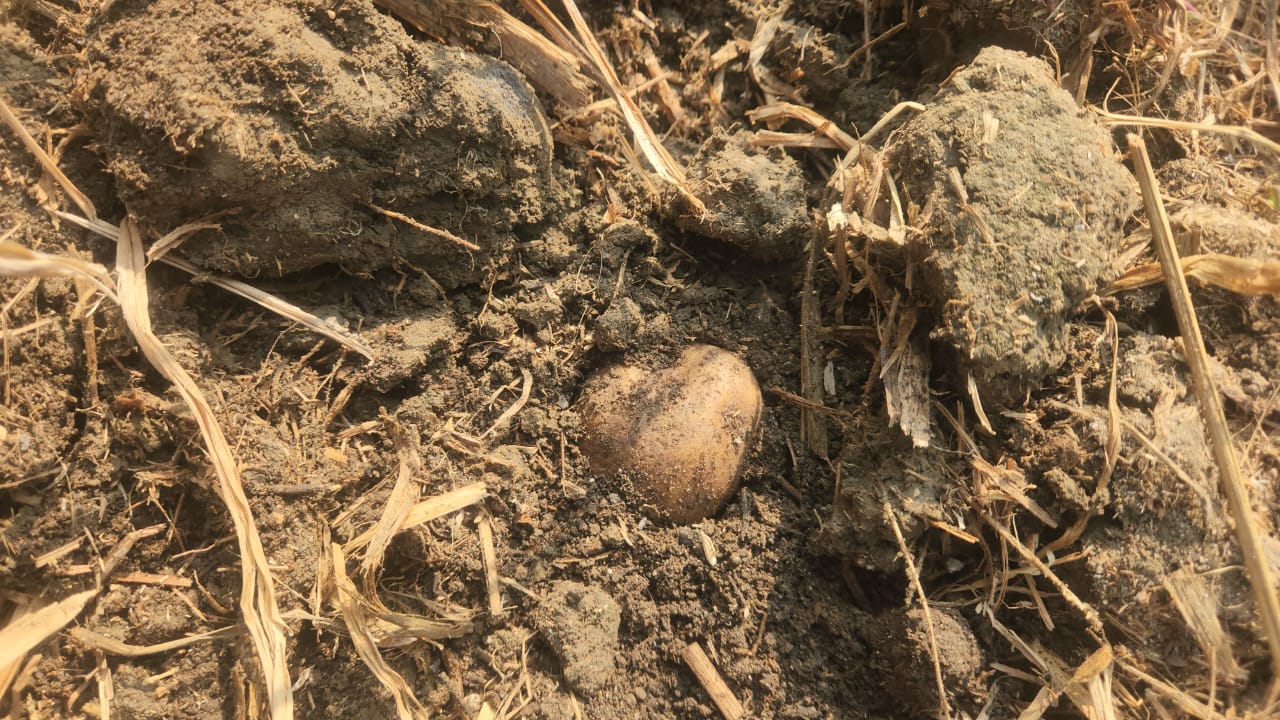 Nalanda Farmer Looks At High Profits By Growing Potatoes Using Zero Tillage Technique