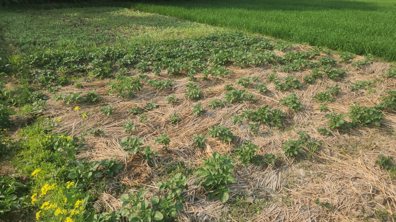 Nalanda Farmer Looks At High Profits By Growing Potatoes Using Zero Tillage Technique