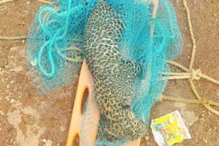 Leopard drowned in Gangrel dam