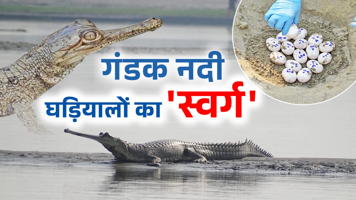 GHARIAL IN BIHAR