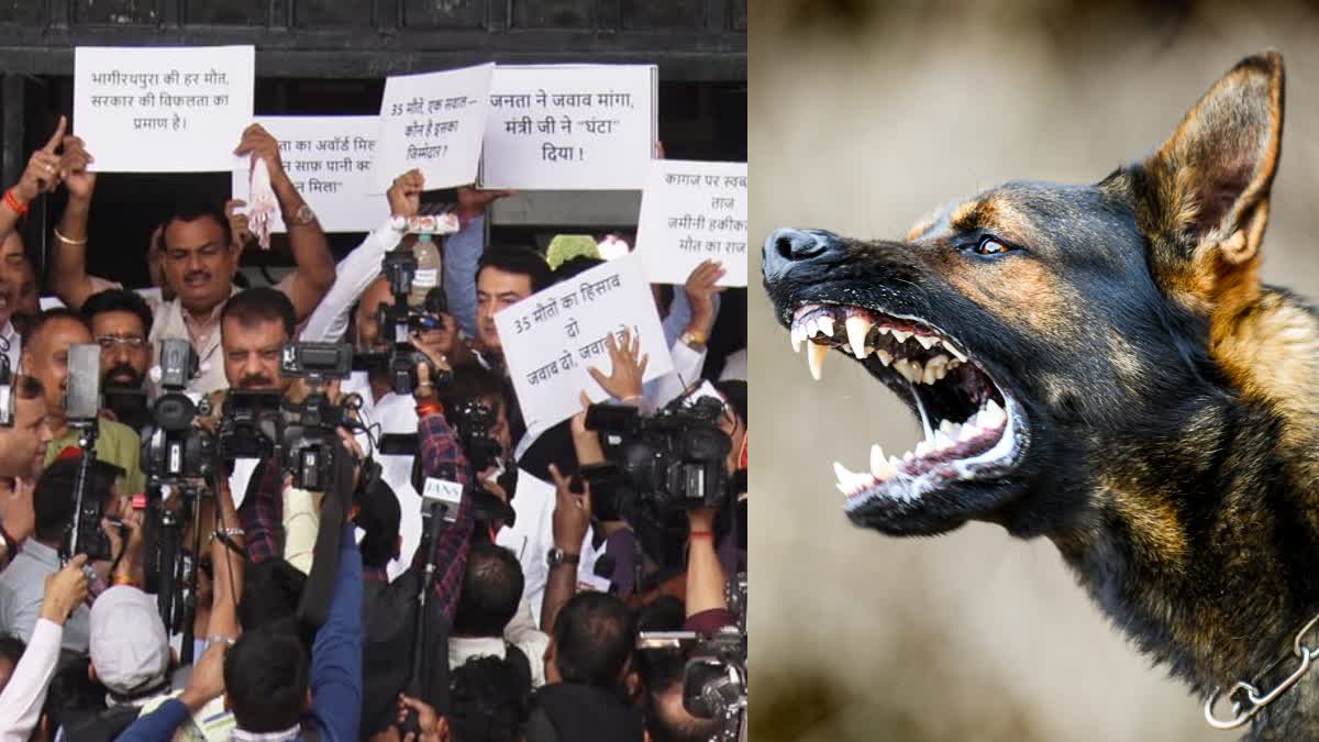 MP ASSEMBLY STRAY DOG ISSUE