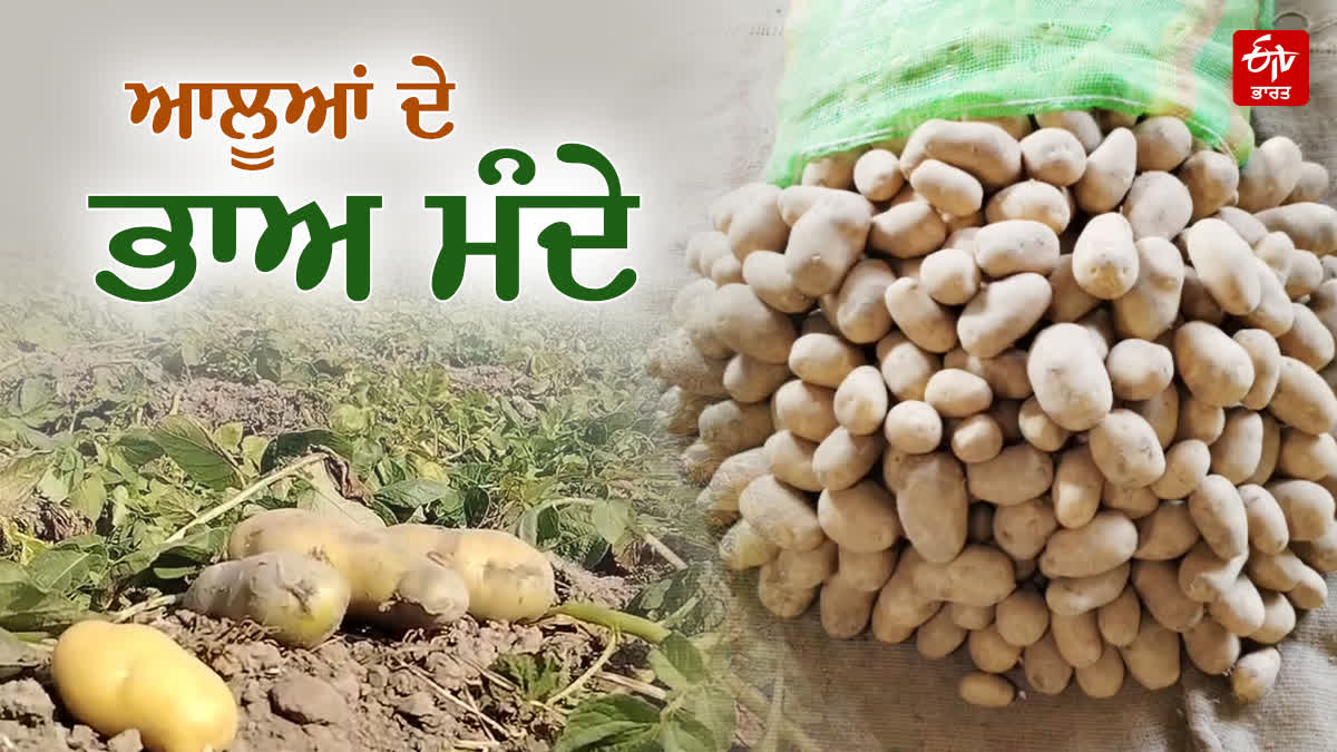 LOW PRICES POTATO CROP