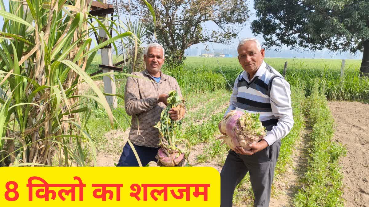 Bahubali turnip grows in Kurukshetra farmers have done wonders by adopting organic farming