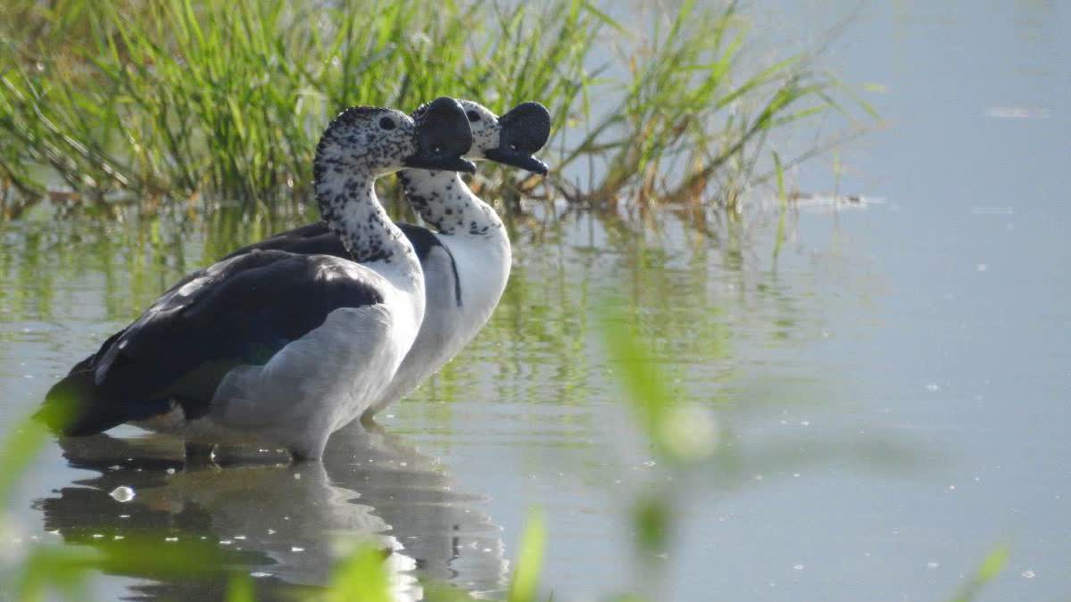 Rajasthan's Siliserh Lake To Be Developed As Bird Sanctuary On Lines Of Bharatpur's Ghana