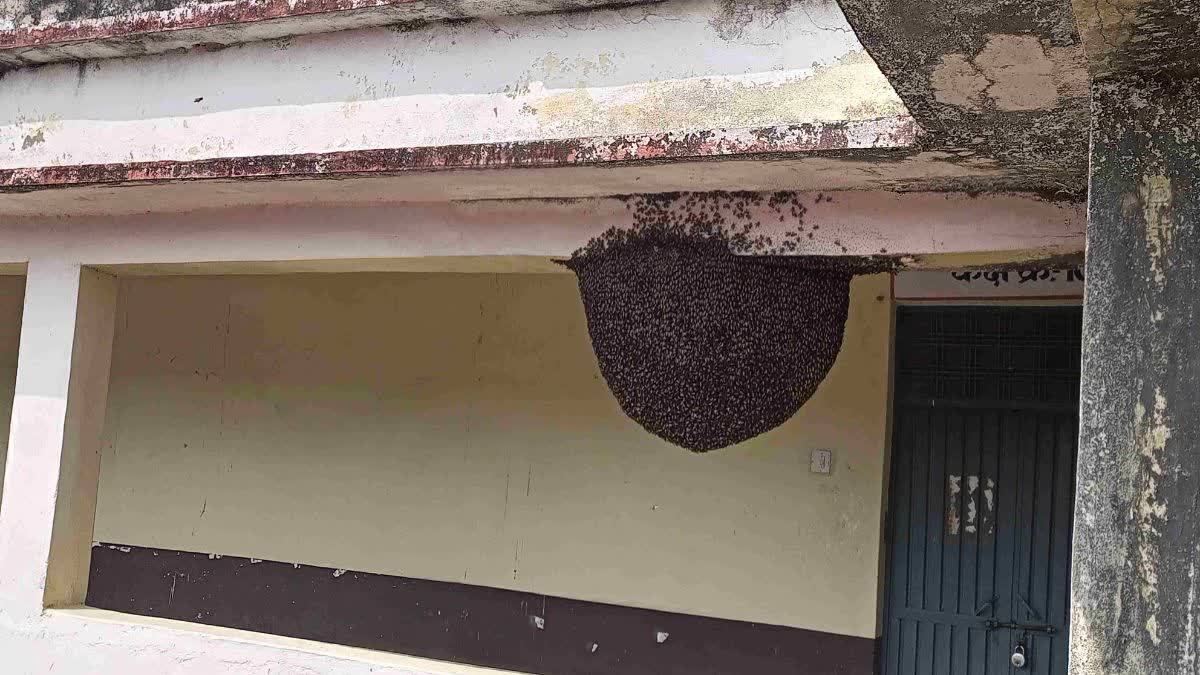 KHURAI DEGREE COLLEGE BEES ATTACK