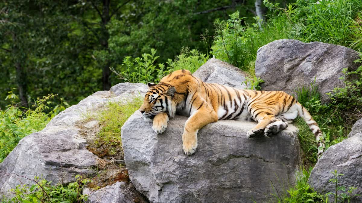 Nauradehi DFO asked reply in 3 days