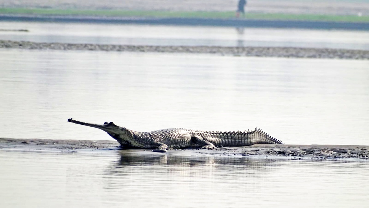GHARIAL IN BIHAR