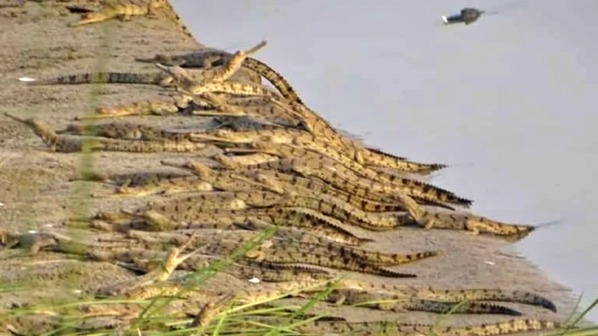 GHARIAL IN BIHAR