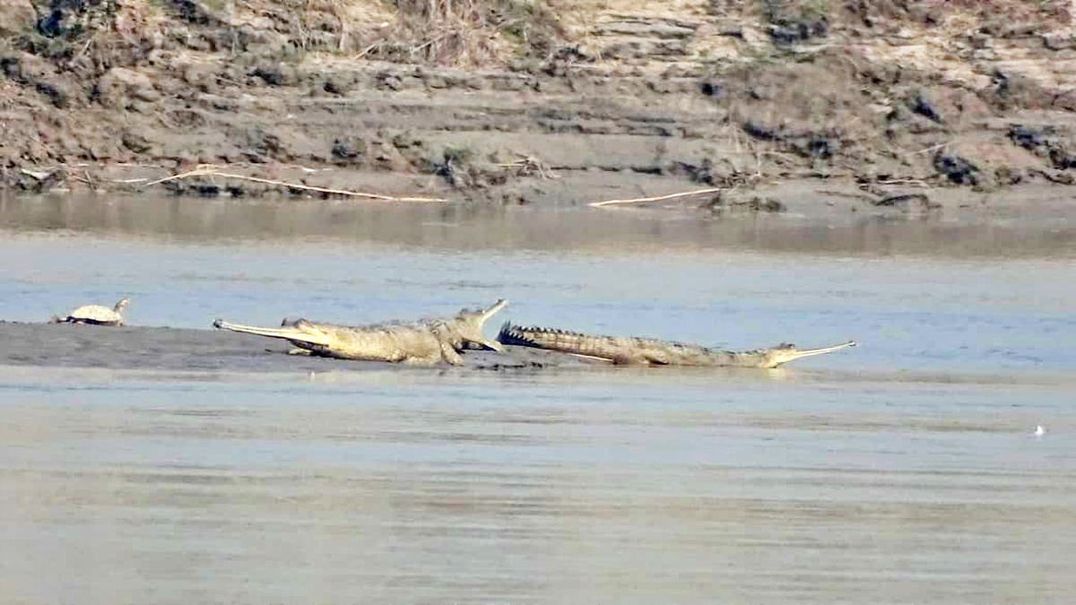 GHARIAL IN BIHAR
