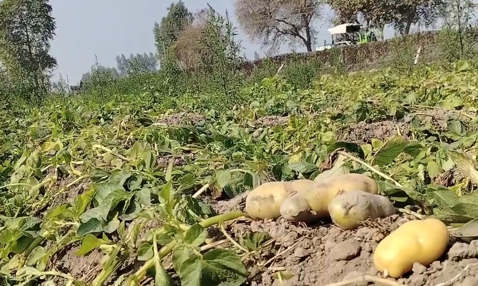 LOW PRICES POTATO CROP