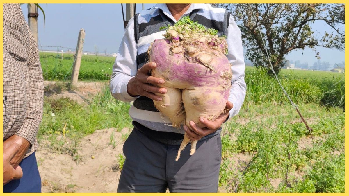 Bahubali turnip grows in Kurukshetra farmers have done wonders by adopting organic farming