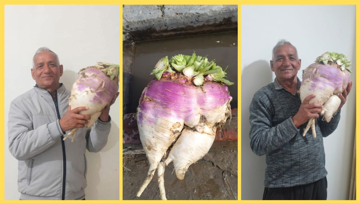 Bahubali turnip grows in Kurukshetra farmers have done wonders by adopting organic farming