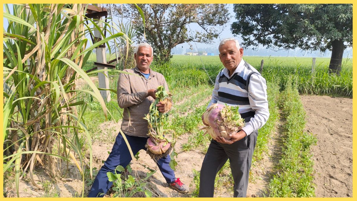 Bahubali turnip grows in Kurukshetra farmers have done wonders by adopting organic farming