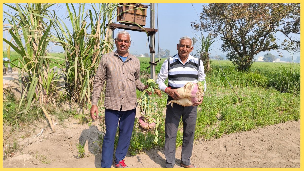 Bahubali turnip grows in Kurukshetra farmers have done wonders by adopting organic farming