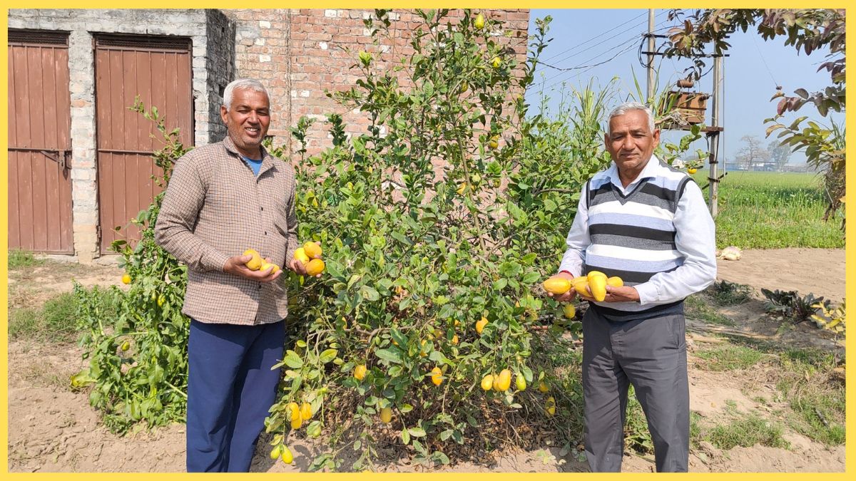 Bahubali turnip grows in Kurukshetra farmers have done wonders by adopting organic farming