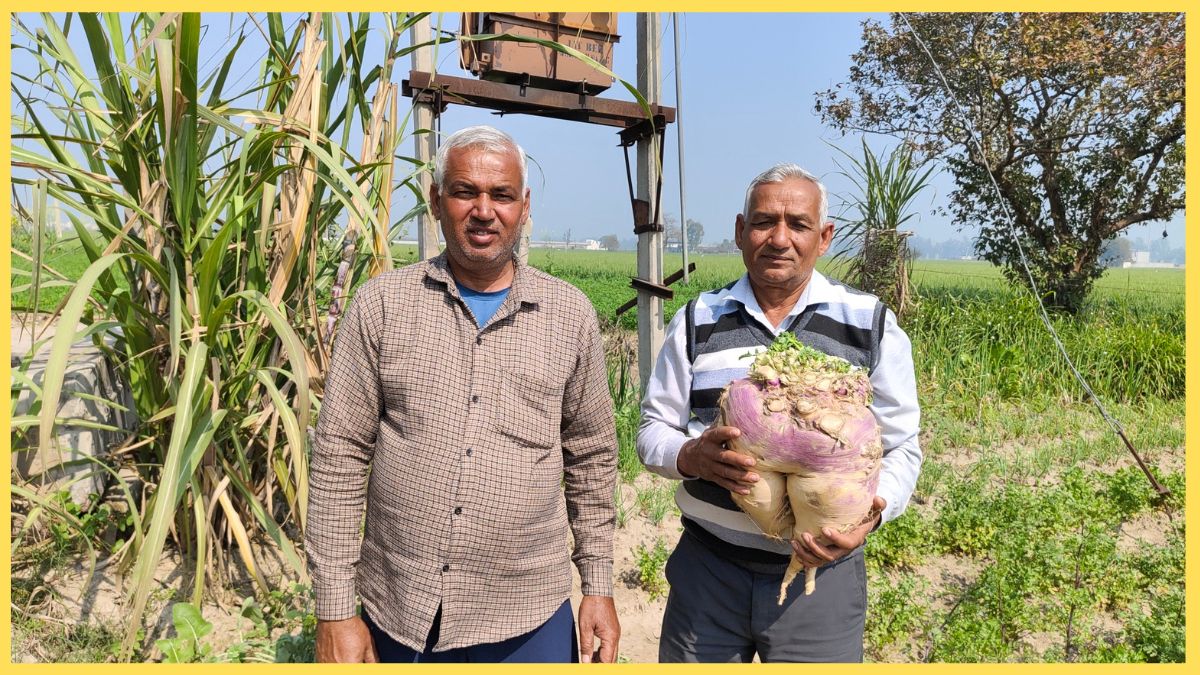 Bahubali turnip grows in Kurukshetra farmers have done wonders by adopting organic farming