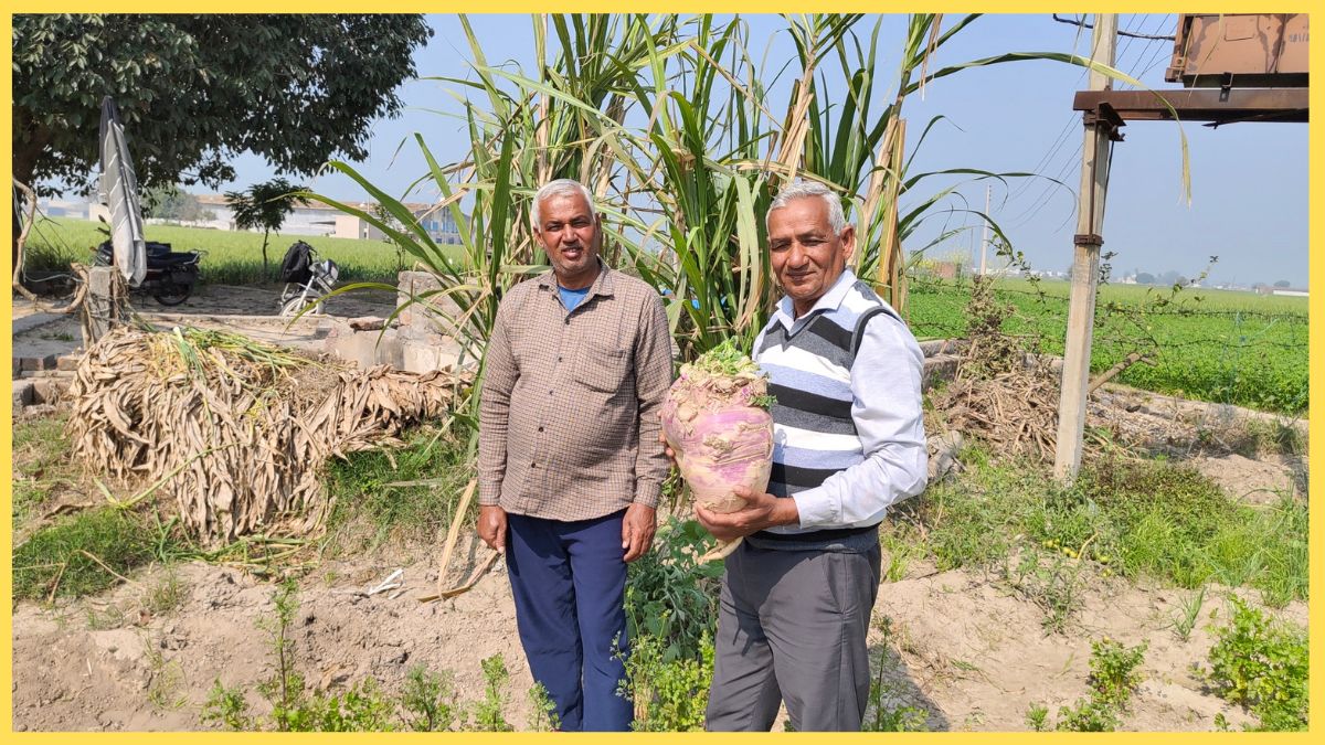 Bahubali turnip grows in Kurukshetra farmers have done wonders by adopting organic farming