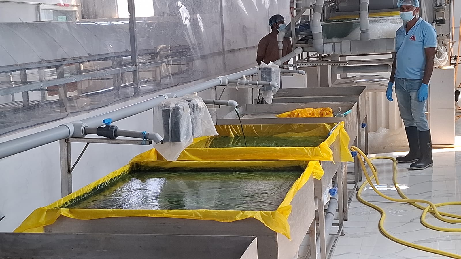 In a first for Odisha, A large-scale spirulina cultivation By IT Professional Pabitra Sahu