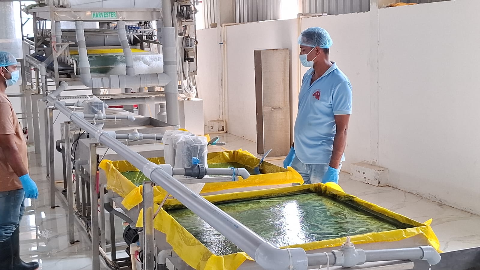 शैवाल की खेती टंकी में की जाती है