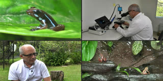 Navalny Toxin Likely Synthetic, Says Ecuadoran Dart Frog Expert