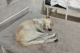 Stray Dog Found Sleeping On Patient's Bed At Madhya Pradesh Govt Hospital