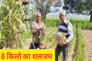 Bahubali turnip grows in Kurukshetra farmers have done wonders by adopting organic farming