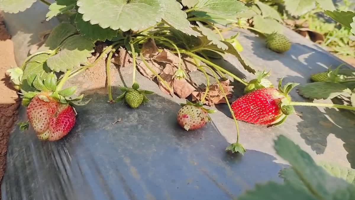 Strawberry Farming In Garhwa