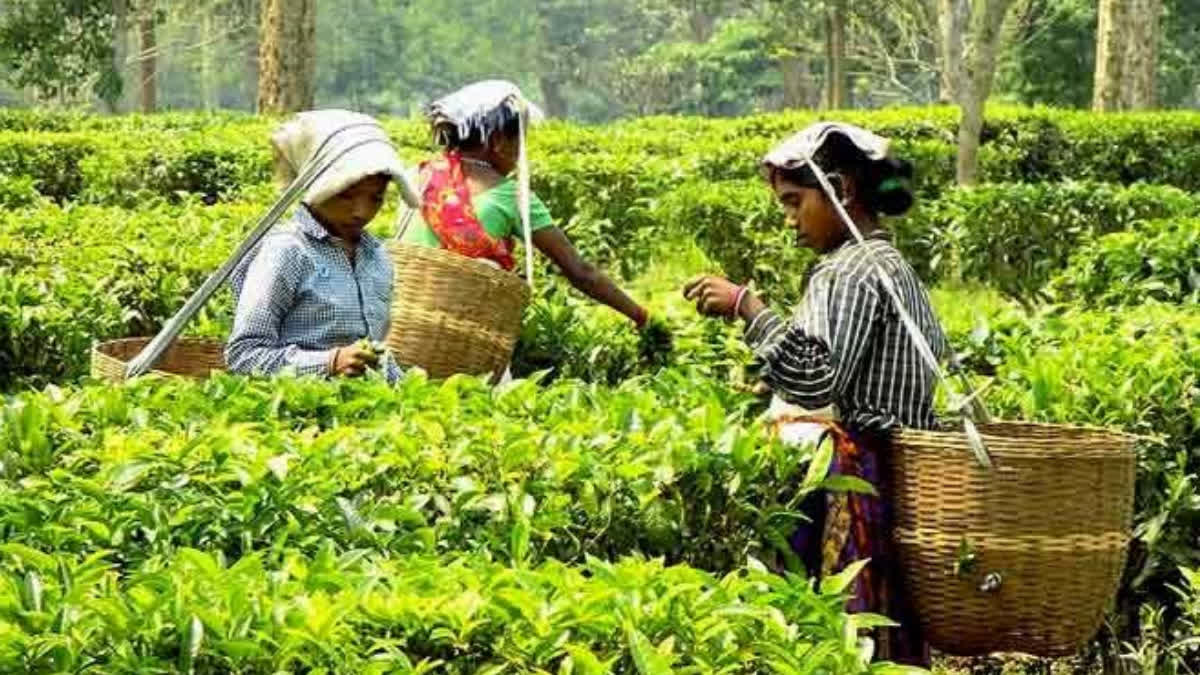Assam Tea Industry