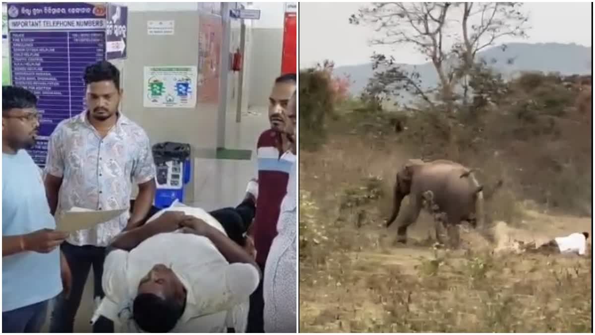 Youth escapes death despite getting trampled by elephant