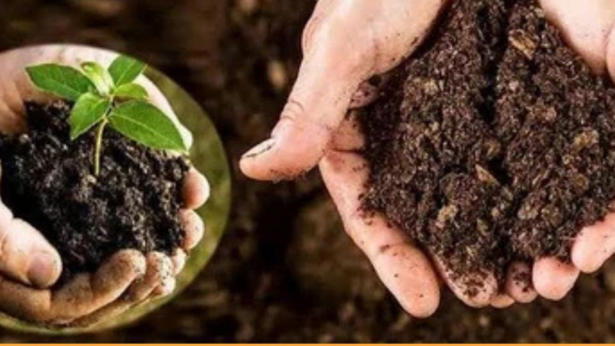 Never throw away overripe or rotten tomatoes find out the reason why.