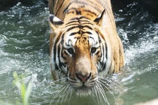 BANDHAVGARH TIGRESS SUPERFAST KILL