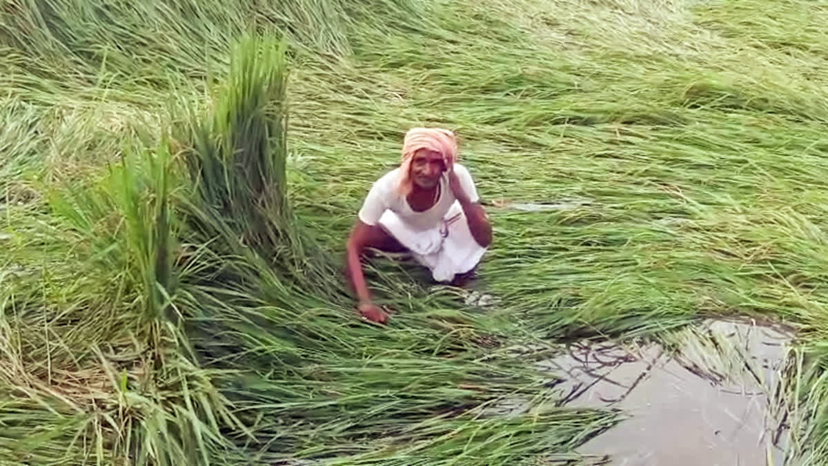 India's 2047 Goal: Universalisation Of Insurance In Agriculture And Allied Sectors In A Climate-Risk Era
