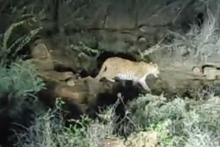 Leopard sighting near Paghara Dam