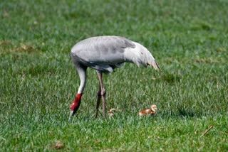 Sarus crane