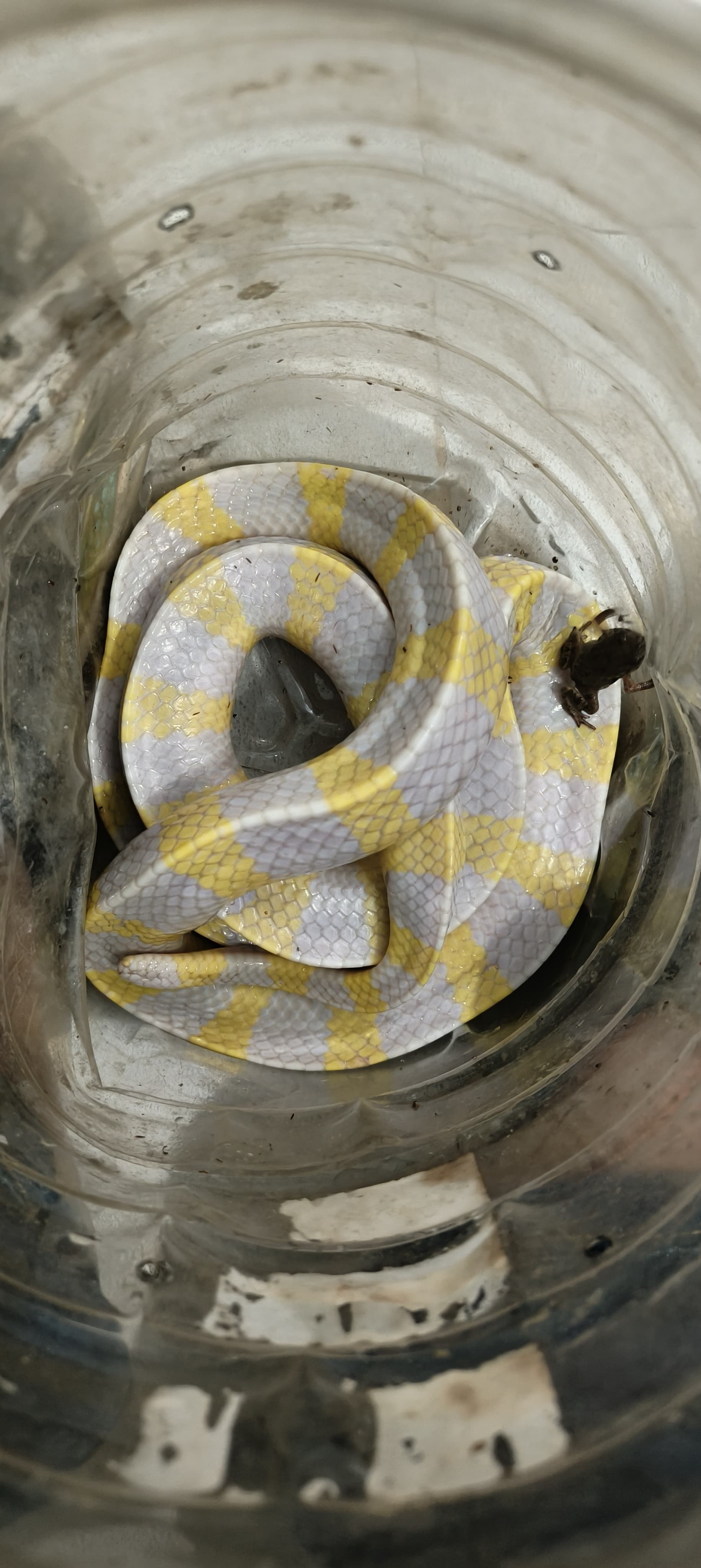 ବିରଳ ଆଲବିନୋ ରଣା ଉଦ୍ଧାର