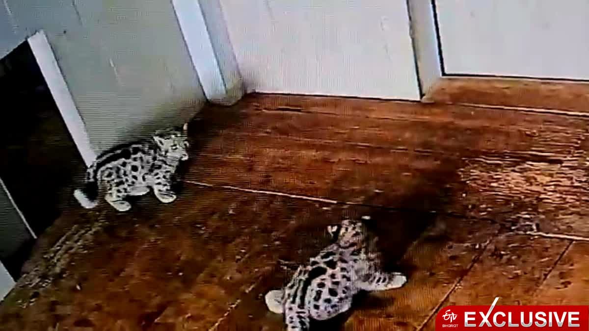 SNOW LEOPARD