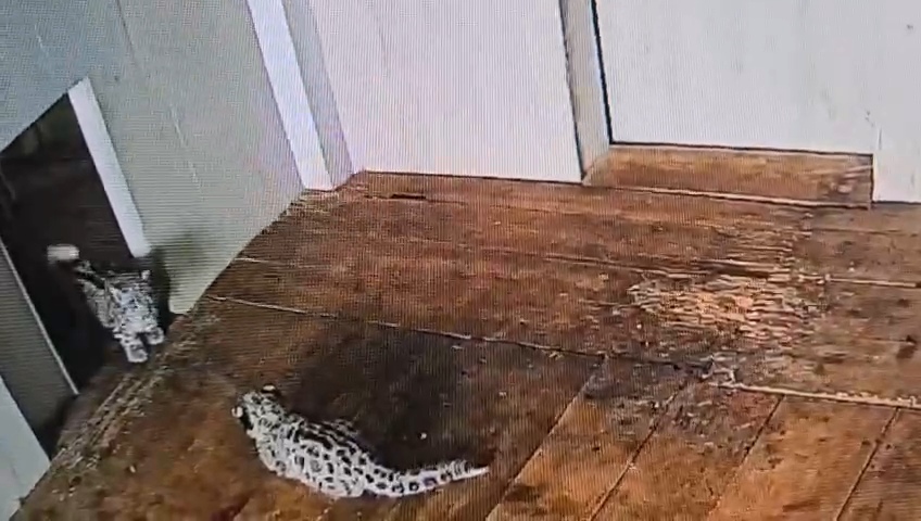 Snow Leopard