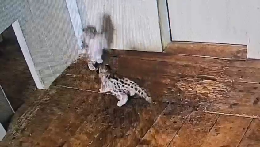 Snow Leopard