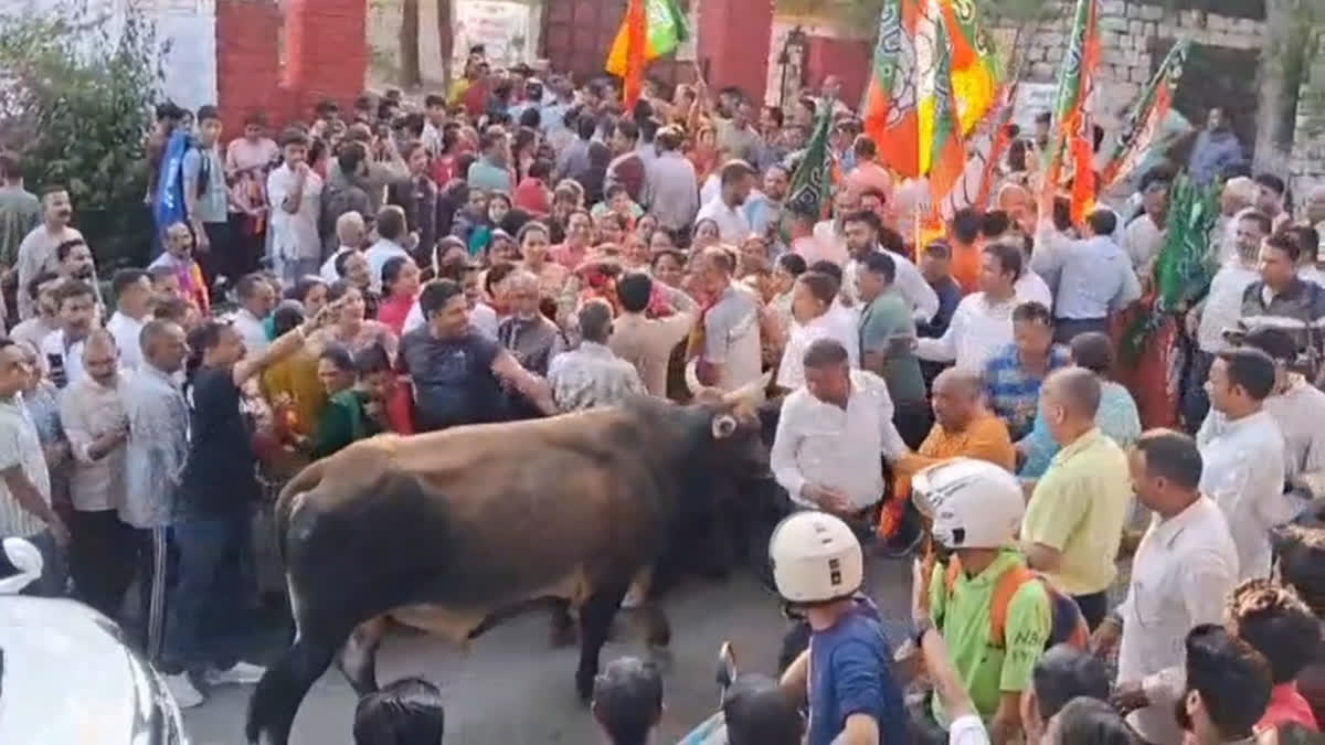 बीजेपी समर्थकों पर सांड का हमला
