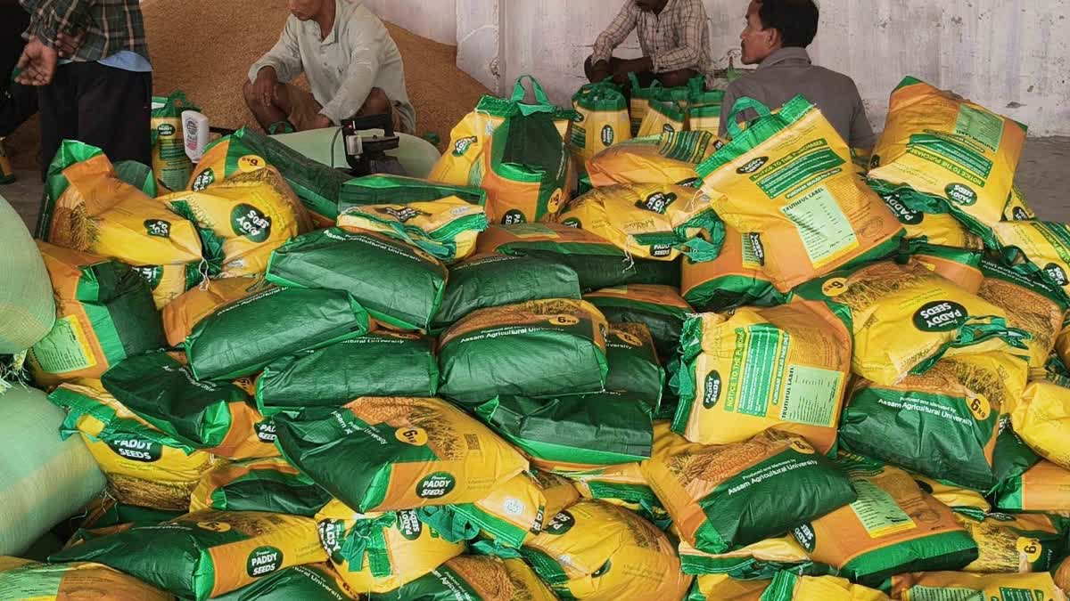 Assam Rice production