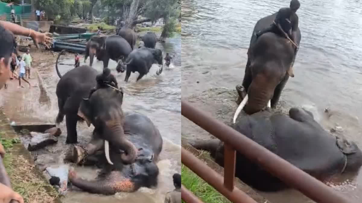 Tamil Nadu Tourist Killed After Getting Trapped Under Elephant During Clash At Dubare Camp
