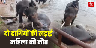 हाथियों की लड़ाई के बीच महिला की मौत