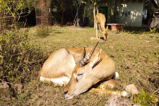 Blackbucks Missing In Ghana