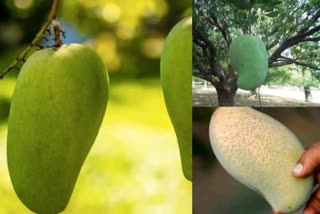 king of mango NoorJahan