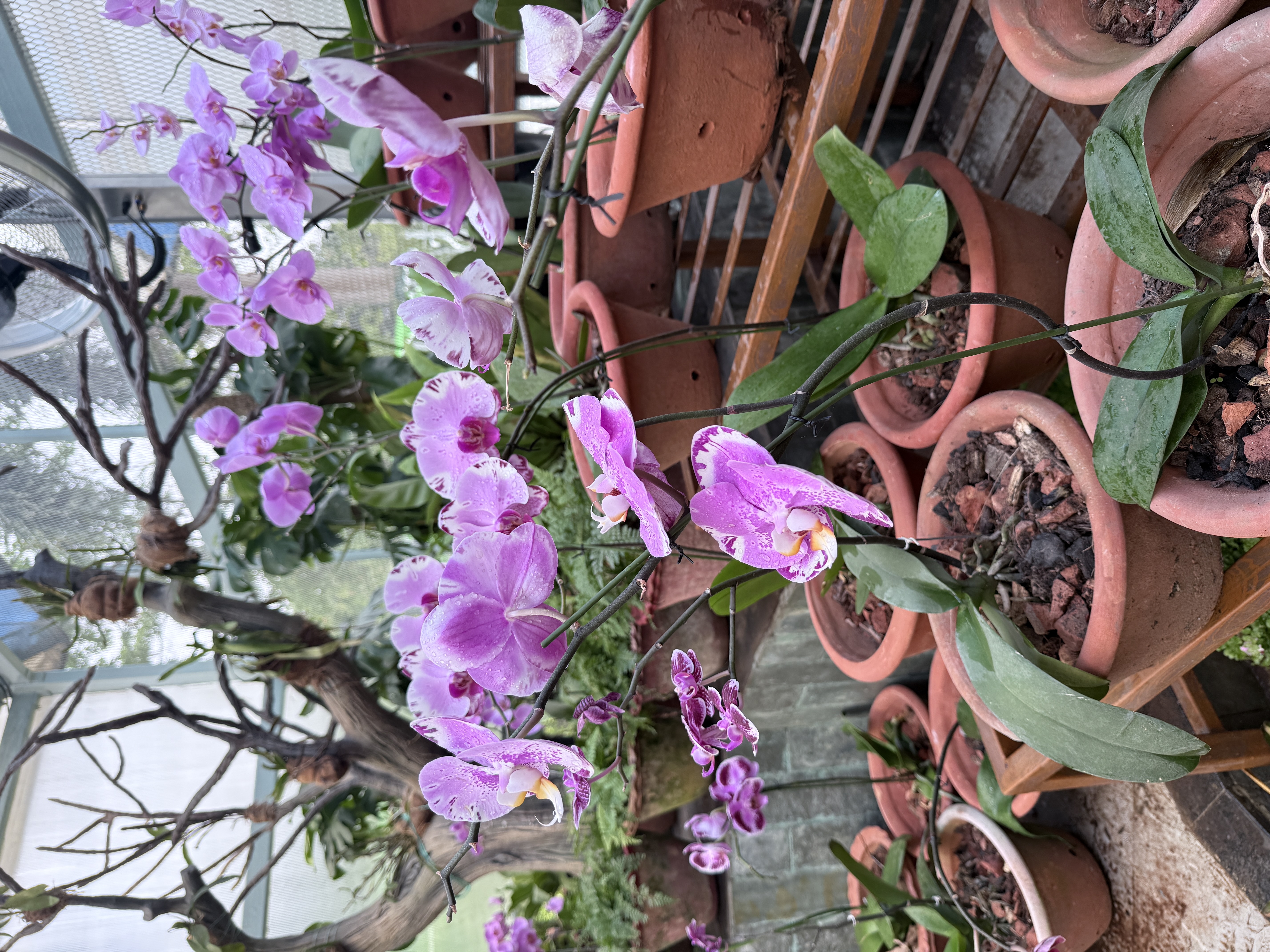 Orchid and Cactus park