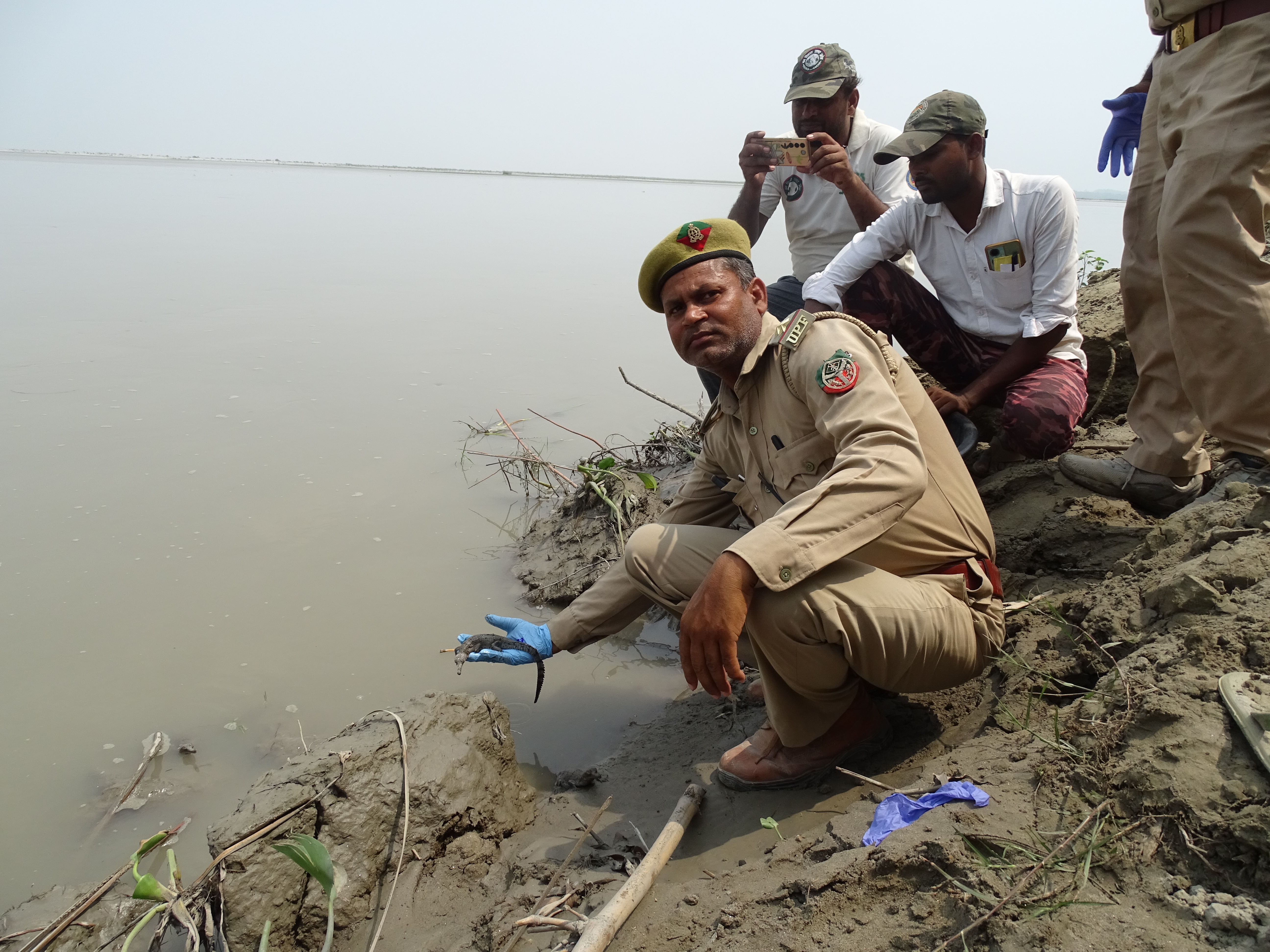 Crocodiles release in river