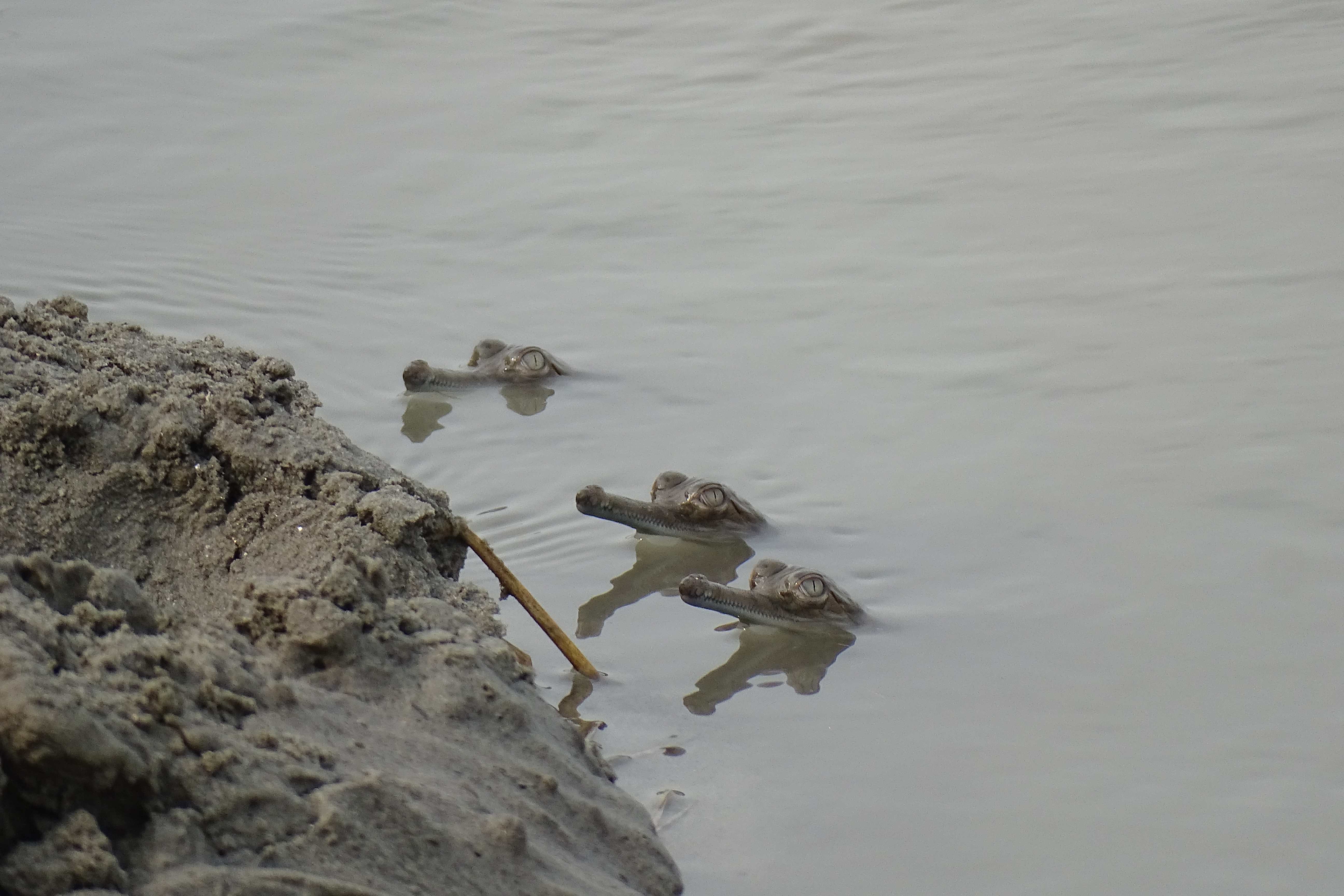 Crocodiles release in river