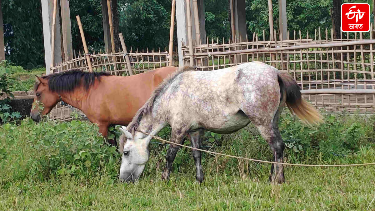 Horse terror in Jonai