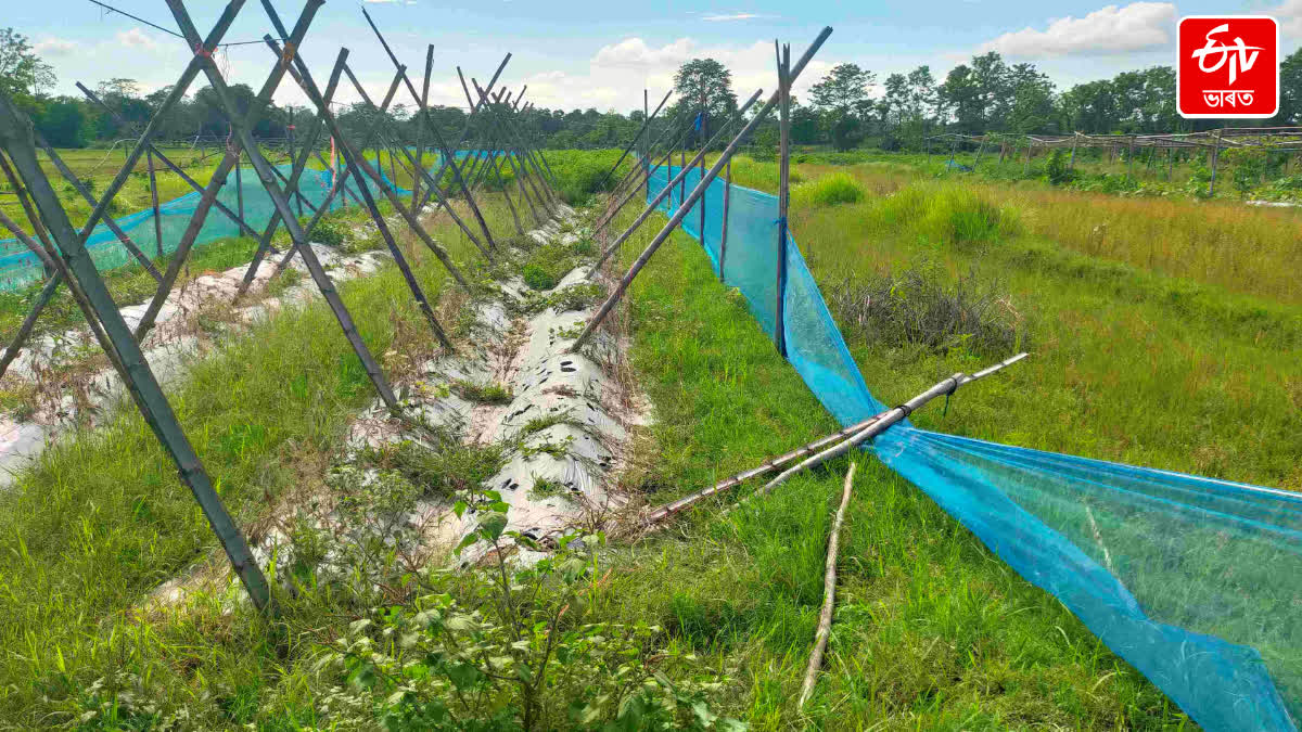 Crops destroy in the fields of Nagaon