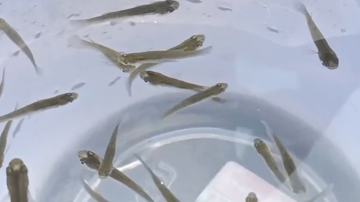 ORNAMENTAL GUPPY FISH